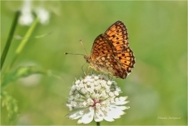 <p>PERLEŤOVEC KOPŘIVOVÝ (Brenthis ino) ----- /Lesser marbled fritillary - Mädesüß-Perlmutterfalter/</p>